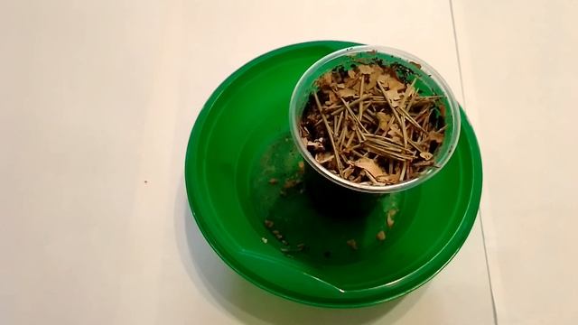 Как вырастить сосну в домашних условиях 2 смотреть онлайн