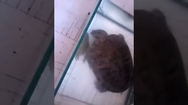 черепаха и рак смотреть онлайн