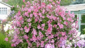 Метельчатые гортензии и клематис Краковяк  в саду.