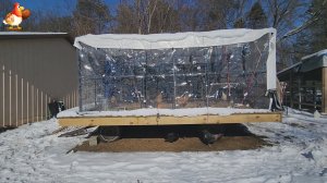 Выгул на колесах и зимняя тыква для кур несушек