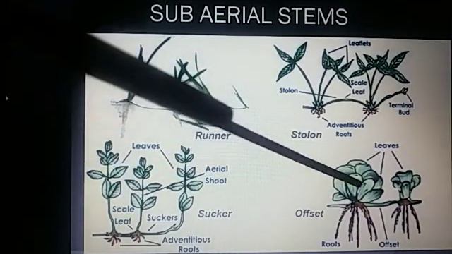 Stem modifications смотреть онлайн