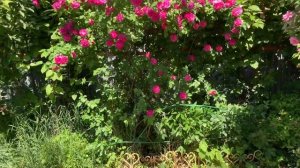 Канадская плетистая Роза Джон Дэвис