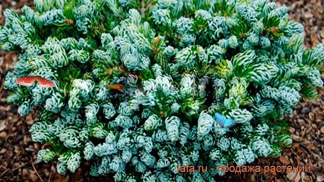 Пихта корейская Когоутс Айсбрекер ? обзор: как сажать, саженцы пихты Когоутс Айсбрекер смотреть онлайн