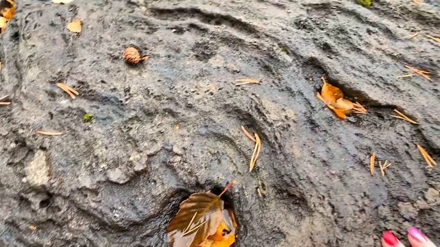 Карелия! Нашли лосиные Рога! Поймала щуку! Собираем клюкву ❤️ смотреть онлайн