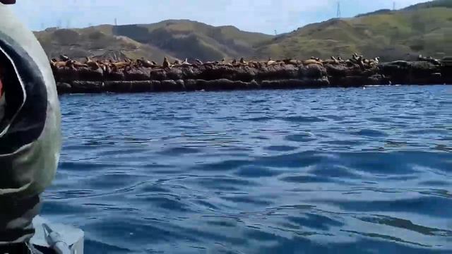 Сивучи в Невельске смотреть онлайн