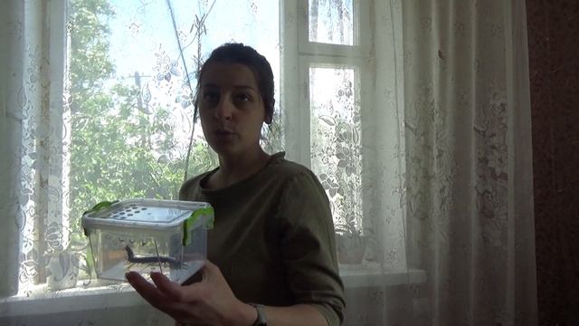 Кольчатая сколопендра!!! Поймали огромную сколопендру в доме! смотреть онлайн