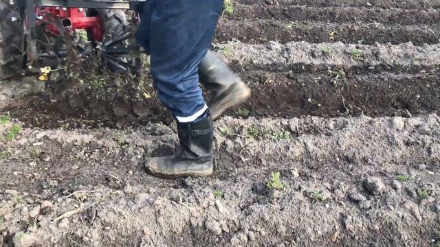 Мотоблок МТЗ ,окучивание ёжиками смотреть онлайн