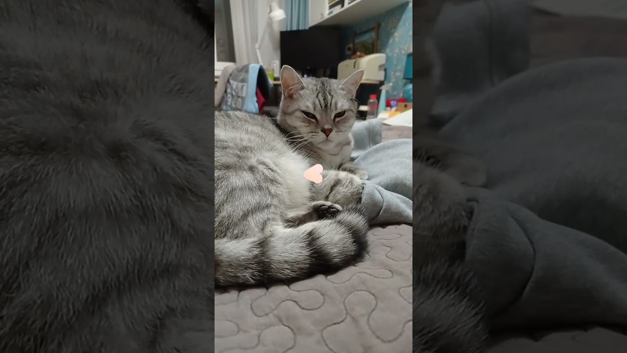 Кого ты спасешь? #shorts #коттитар #выбери #котики #милота #шарики #подписка #лайк смотреть онлайн