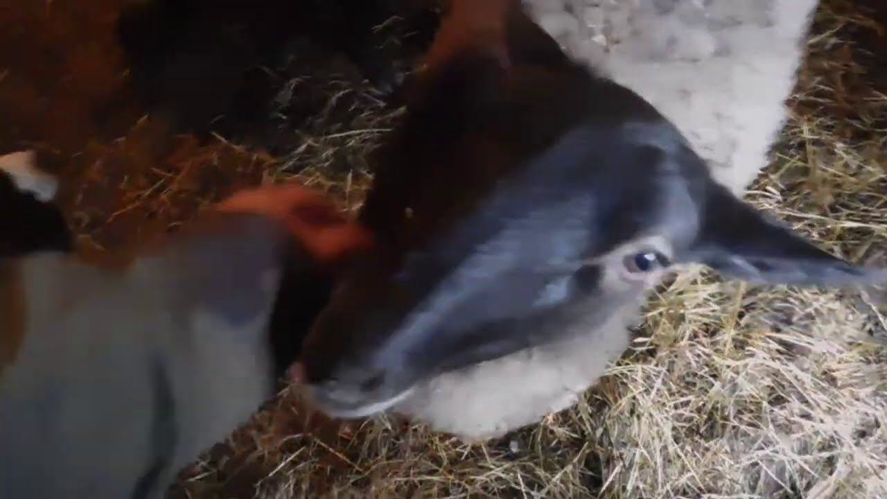 Принесла 4 ягненка Романовская овца. смотреть онлайн