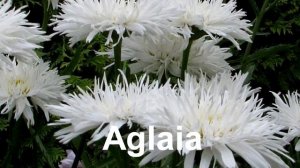 РОМАШКА САДОВАЯ или НИВЯНИК: новые и интересные сорта для вашего сада