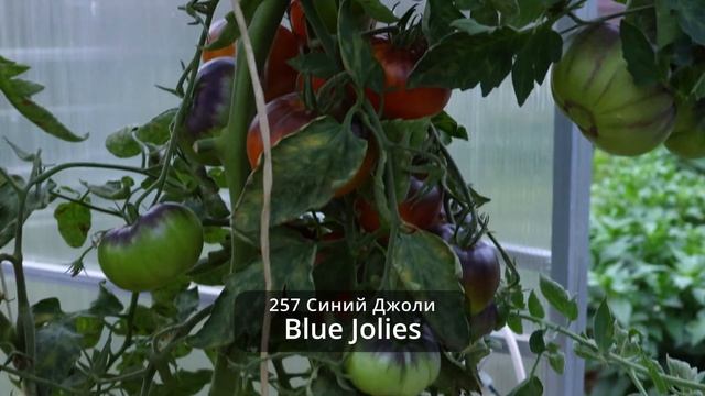 Не покупайте семена у коллекционеров, а то будет еще хуже, чем у меня смотреть онлайн