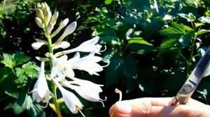 ХОСТЫ из семян ЭТО ПРОСТО !!! ЧАСТЬ 3 . Где взять семена хост ?