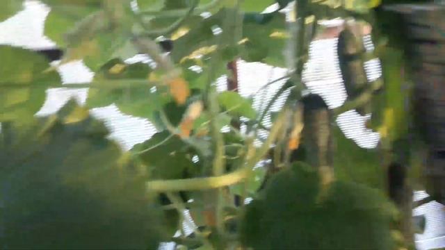 Обзор гибридов огурцов для теплицы. смотреть онлайн