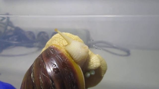 Зери откладывает яйца. Моя улитка