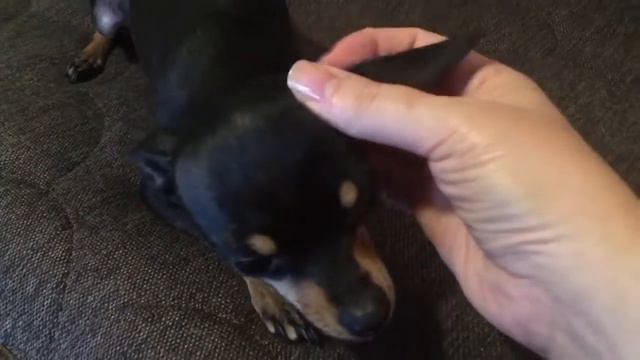 Our favorite doggy. Наша любимая собачка. смотреть онлайн