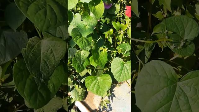 Листики как сердечки смотреть онлайн