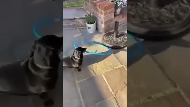 смекалка смотреть онлайн
