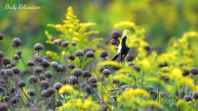 Музыка для исцеления всех болей тела, души и духа – Устранение внутреннего гнева и печали смотреть онлайн
