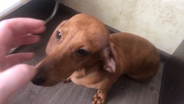 Для чего нужна зубная паста для собак ? Чистим зубы собаке смотреть онлайн