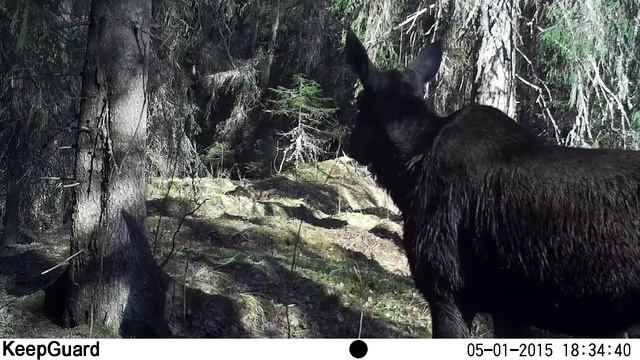 "Кивач": жизнь заповедных животных - 2 смотреть онлайн