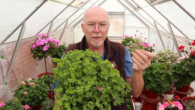 The Types of Pelargoniums That I Grow - Part Two смотреть онлайн
