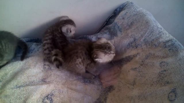 Шотландцы вислоушки смотреть онлайн