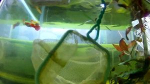 отсаживаем Гуппи на нерест