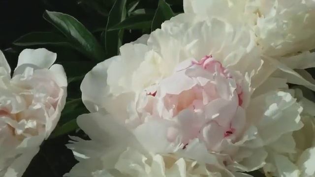 Ранние пионы: Корал шарм,Очарование. смотреть онлайн