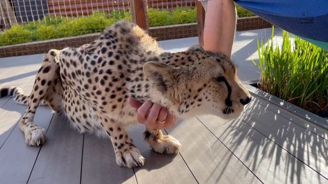 Герда растаяла от Сашиной ласки! смотреть онлайн