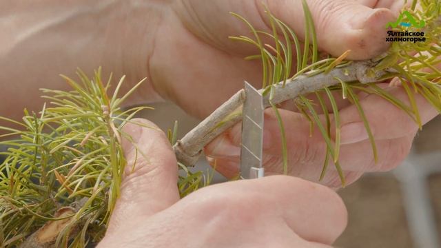 ПИХТА СУБАЛЬПИЙСКАЯ КОМПАКТА ПРИВИВКА ВЕСНОЙ | ПИХТА ГОЛУБАЯ