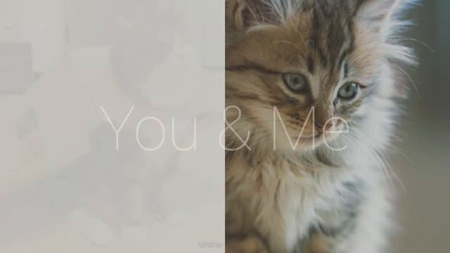 смешные животные 18 фото смотреть онлайн