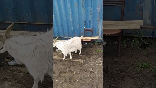Козлы Иркутской области смотреть онлайн