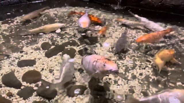 Лида с другом кормят рыбок в океанариуме