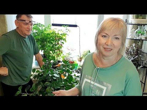 Как разместить много рассады.Расширяем подоконник Вешаем подсветку ПОСЕВ ТОМАТОВ-ВЗОЙДУТ ВСЕ смотреть онлайн