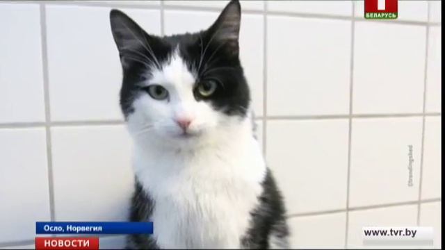 В Норвегии кот выжил после 40-минутной стирки смотреть онлайн