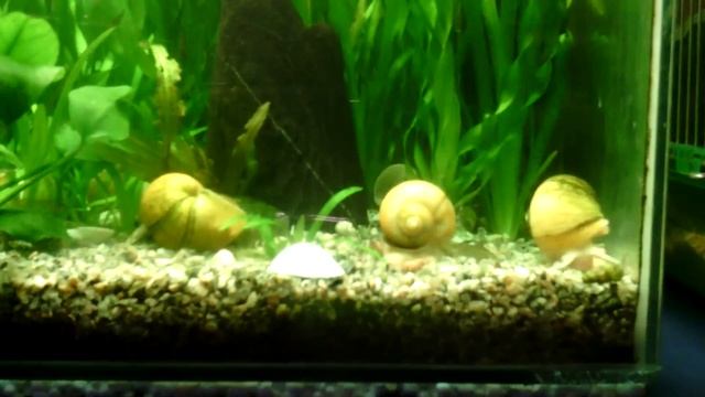 Ампулярии едят, ускоренное видео