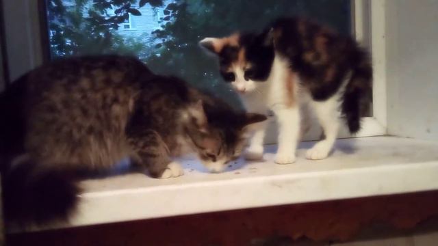 Дашунькины дети кушают🐈🐈😁 Трехцветной кошке 1мес 3 недели а коту её сташему брату 9 мес 12.06.21 смотреть онлайн