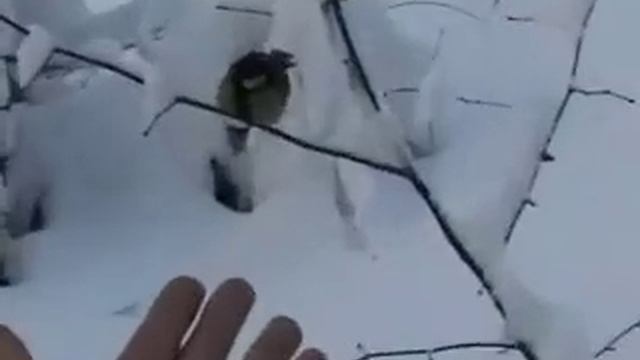 Морозно!.. Казань-Раифа-Йошкар-Ола. Достопримечательности. Дорога. 04.01.10, 10:36 - 05.01.10, 17:1 смотреть онлайн