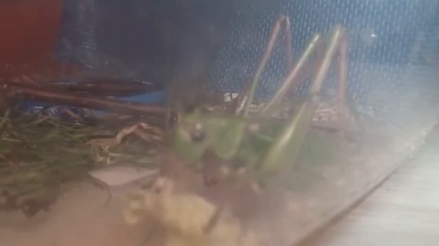 Кузнечик ест капусту) смотреть онлайн
