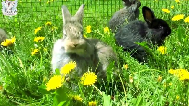 Изучаем домашних животных для детей. Обучающее видео с голосами животных смотреть онлайн