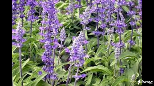 Шалфей - лечебные свойства