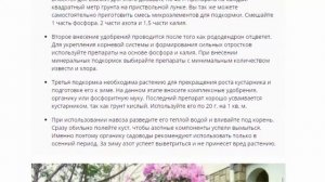 Рододендрон даурский багульник, посадка и уход