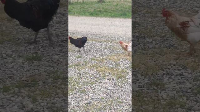 Ходим парой...