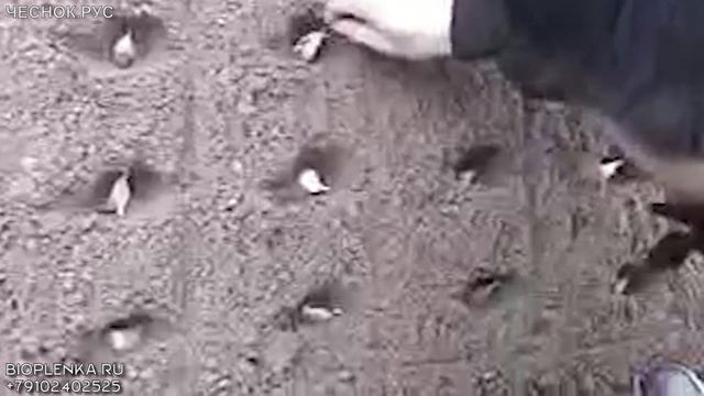 Сажалка для высадки чеснока в пленку смотреть онлайн