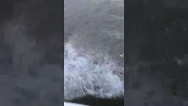 Sea Pro 230