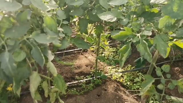 Самая СТРАШНАЯ БОЛЕЗНЬ Томатов пришла в Подмосковье! Кладоспориоз что с ним делать и как его найти! смотреть онлайн