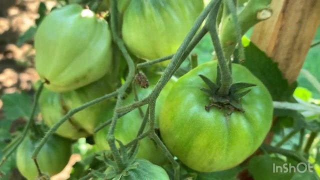 Обзор томатов в открытом грунте .12 июля 2021 г. смотреть онлайн