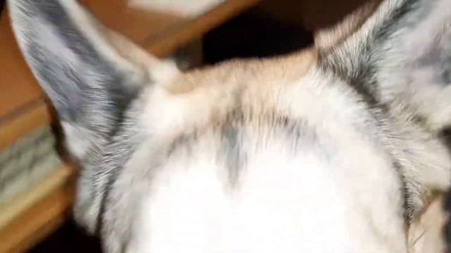 Пес грызет кота и обижается, что ни я, ни кот этому не рады смотреть онлайн