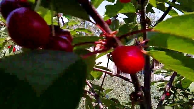 Мои черешни Чкалова, Бигара и Чудо вишня 4 июня 2015 обзор смотреть онлайн