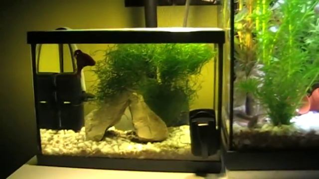 My Community Tank 10 Gallon (planted)